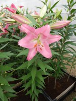 [4198 Gerez No01.JPG]